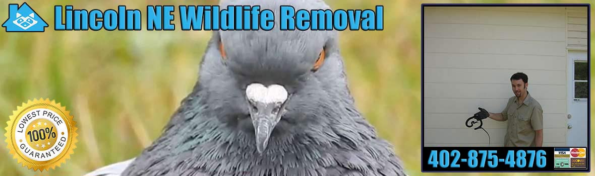 Lincoln Wildlife and Animal Removal